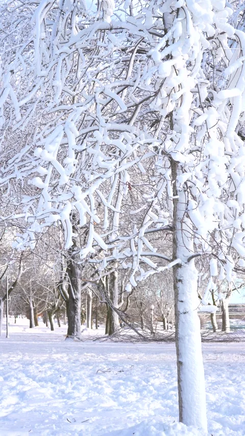 Vertical Winter View Of Snowy Park With Frost Covered Bare Trees Stock-Footage 342331419