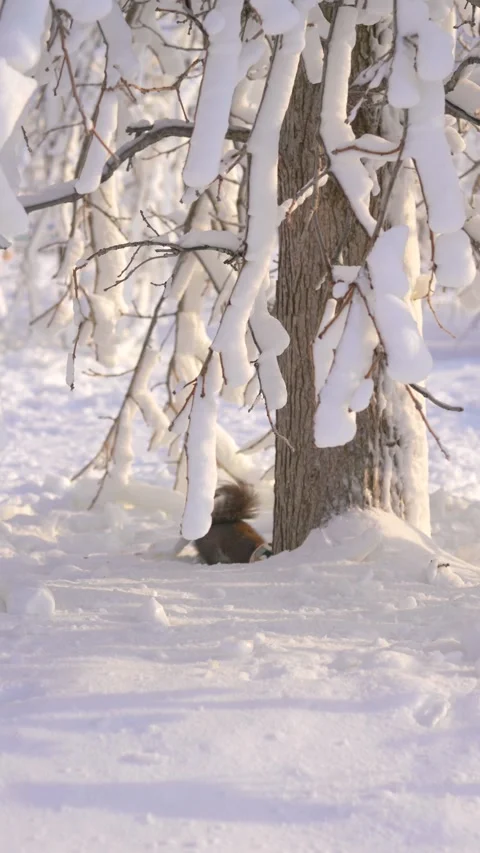 Vertical Winter Wildlife Shot Of A Squirrel Beside A Snowy Tree Trunk Stock-Footage 342331628