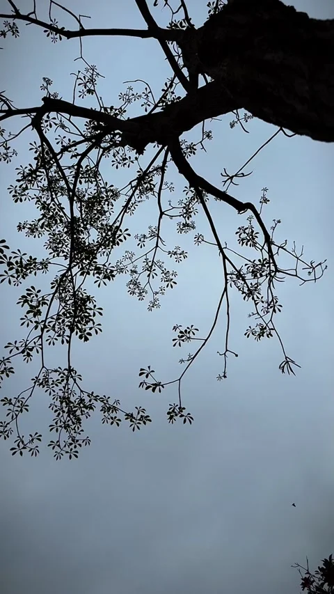 Vertical Worms Eye View of Tall Tree Branches Reaching Into The Sky 動画素材 332884014