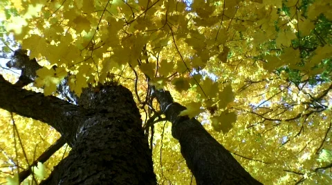 Vertical yellow autumn 動画素材 556907