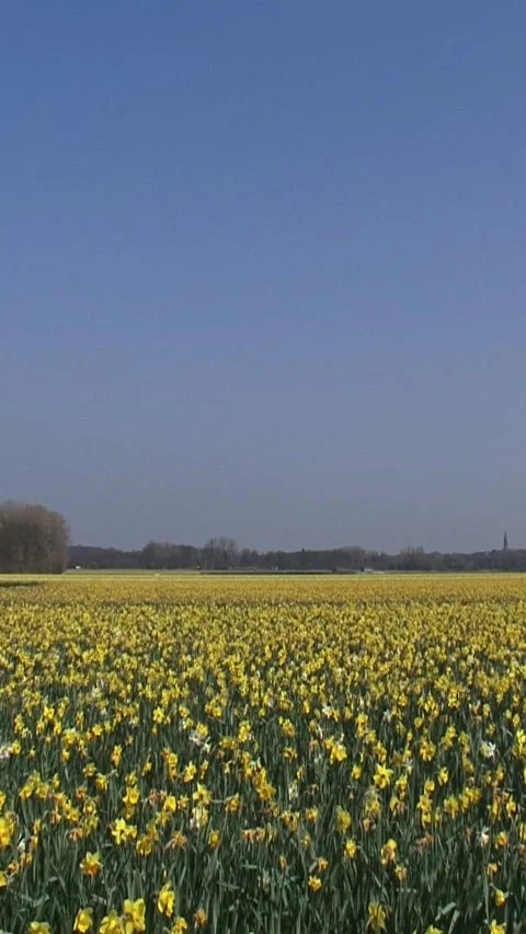 Vertical - yellow bulb field daffodils in coastal area Stock Footage 316230152