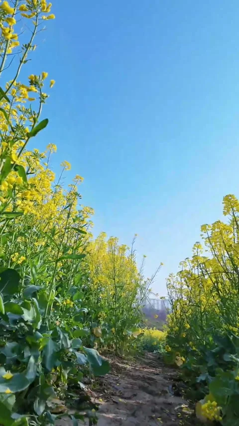 Vertical Yellow Canola Clusters with Clouds and Blue Sky Stock Footage 331488715