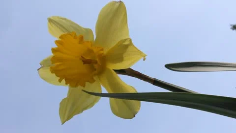 Vertical yellow daffodil Stock-Footage 11019807