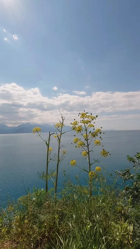 Vertical Yellow Flowers on Cliff Overlooking Scenic Blue Sea Stock Footage 337794691