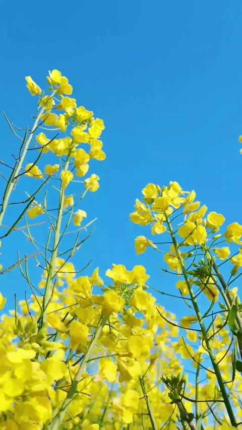 Vertical Yellow Rapeseed Blossoms with Deep Layered Bokeh Video stock 331487374