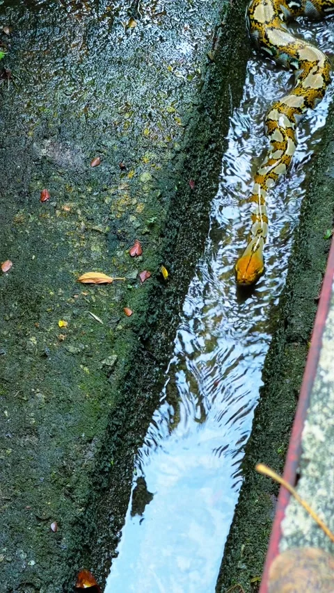 Vertical - Yellow Reticulated Python Swimming Through Shallow Water In Concrete Stock Footage 333705870