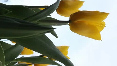 Vertical yellow tulips Stock Footage 11019809