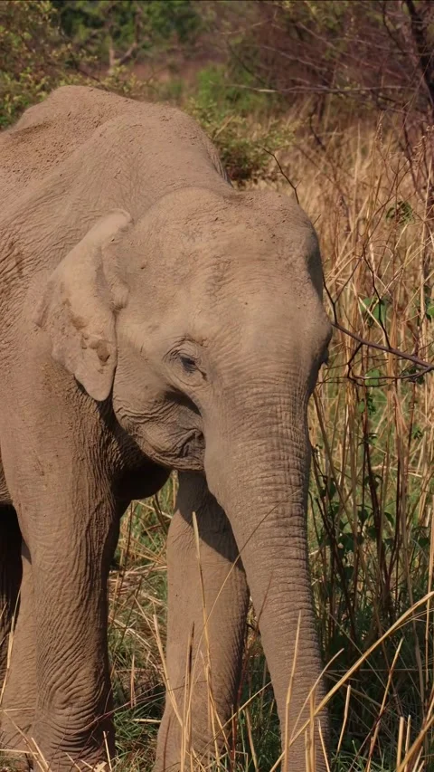 Vertical Young indian elephant eating grass in its natural habitat Stock Footage 315527850