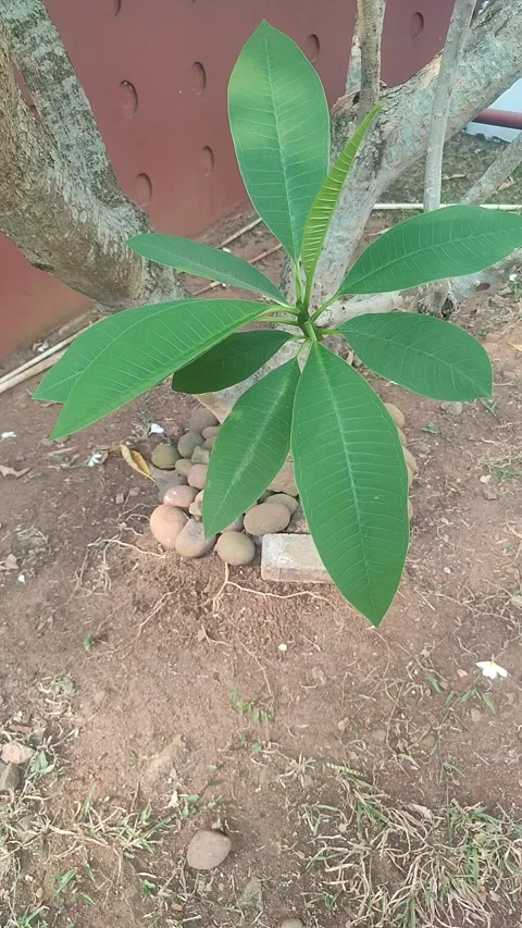 Vertical Young Plumeria rubra tree swaying in gentle wind Stock Footage 340049629