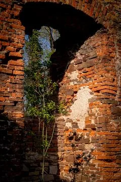 Vertical Young Sapling Growing Through Ancient Crumbling Brick Wall Archway.. Stock Photos
