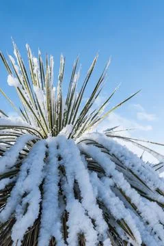 Vertical of a Yucca in snow. Stock Photos