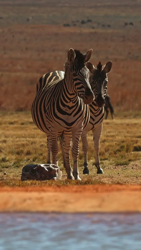 Vertical Zebra Pair Watching Over African Waterhole Vídeo Stock 341129277