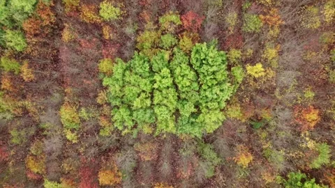 Vertical Zoom of an forest in autumn Stock Footage 141217622