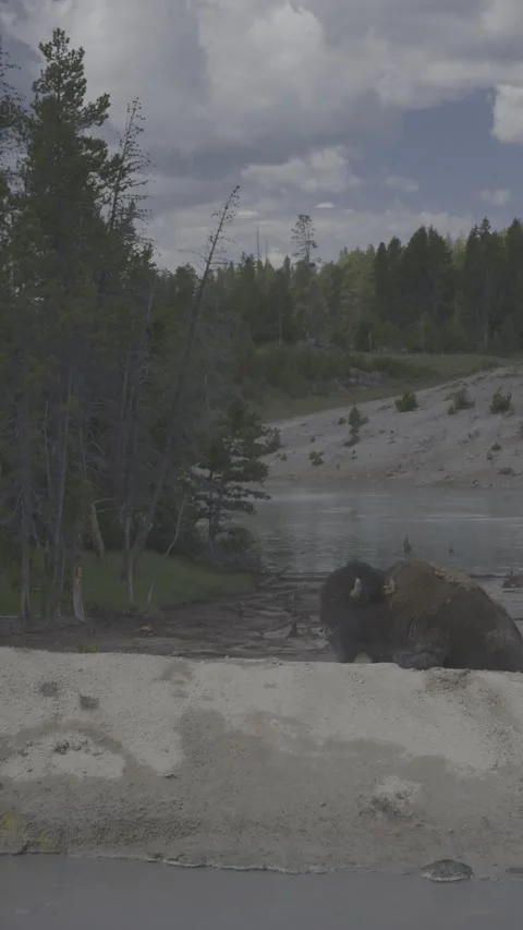 Vertical Zoom Out American Bison by Hot Spring, Yellowstone Stock Footage 341573646