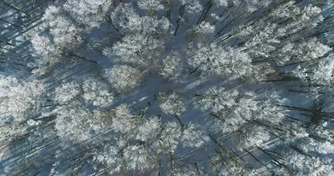 Vertical zoom view of a snowy forest on the mountain Amiata in Tuscany in Italy  Vídeos de archivo 147076282