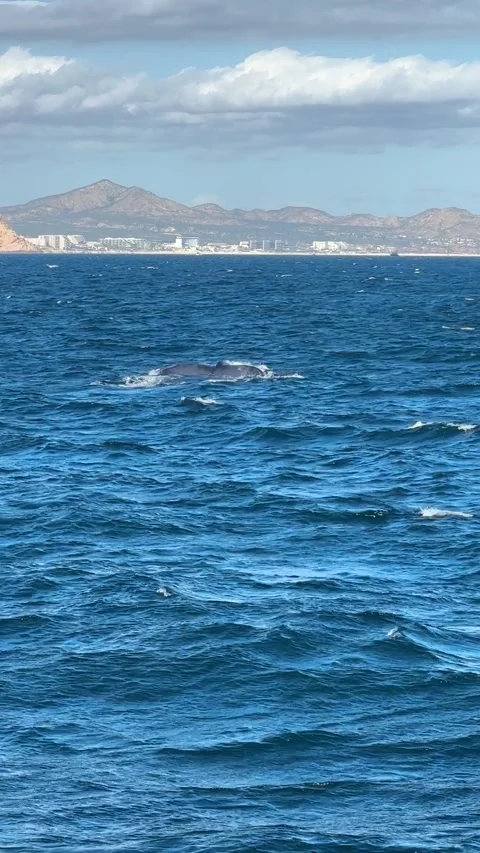 Vertical Zoom In on Whale Tail Emerging from Ocean with Distant Coastline View Stock Footage 313971967