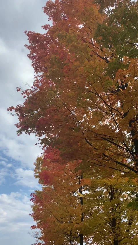 Verticalfallcolor Stock Footage 264155936