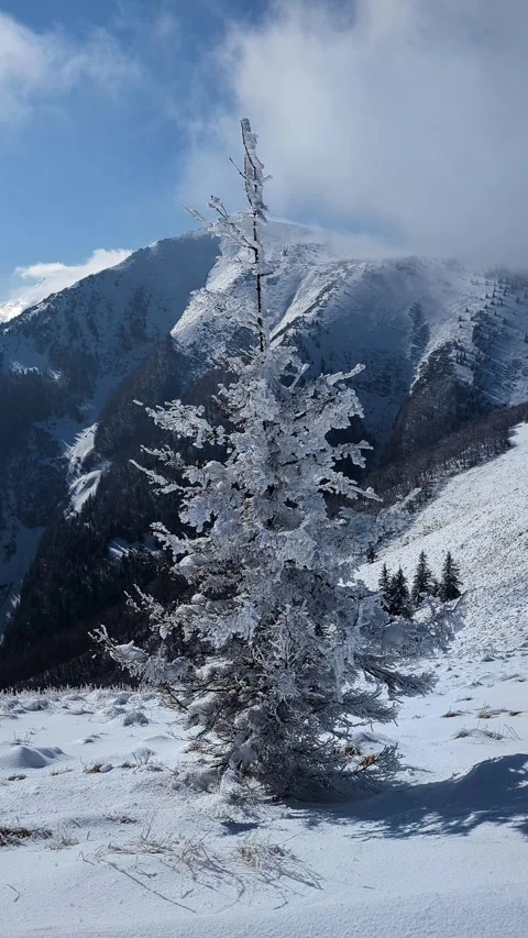 Vertical,Frozen spruce tree covered in hoarfrost against majestic alpine Stock-Footage 336395243