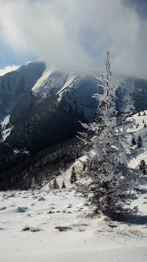 Vertical,Frozen spruce tree covered in hoarfrost against majestic alpine Stock Footage 336395273