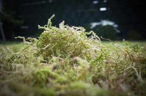 Verticalised moss on a meadow Stock Photos