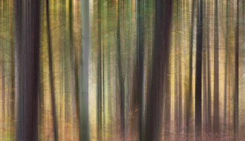 Vertically blurred tree trunks autumn forest background Stock Photos