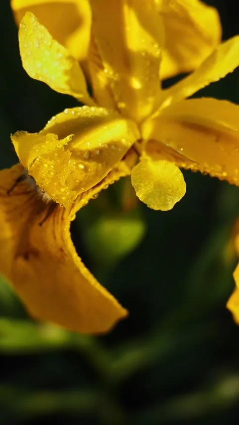 Vertically, bumblebee pollinates yellow iris in dew drops, slow motion Stock Footage 244813275