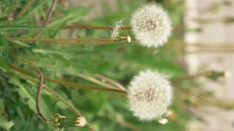 Vertically. closeup. white fluffy dandelions on the field. copy space Stock-Footage 130400479