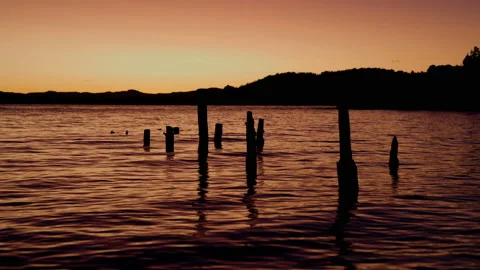 Vertically Floating Logs At Lake Bariloche At Sunrise Stock Footage 230440088