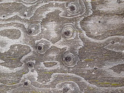 Vertically oriented wooden texture of distinctive colors 写真素材