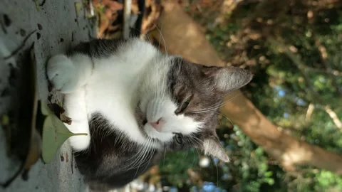 Vertically. portrait of a black and white cat looking at the camera Stock Footage 140599102