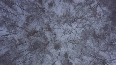 Vertically Rising Top Down View of a Snow Covered Forest, Cameron, Missouri, USA Stock Footage 147233167