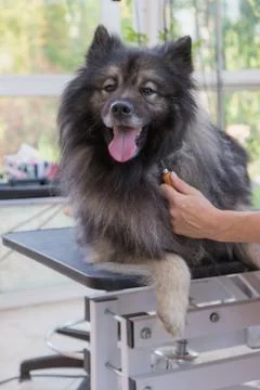 Vertically shot of trimming Wolf Spitz dog Stock Photos