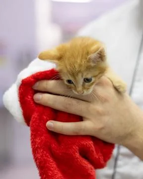Vertically. A tiny orange kitten is comfortably located in a festive New Years Stock Photos