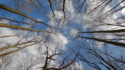 Vertically upward rotating view of the spring forest. Stock Footage 151176980