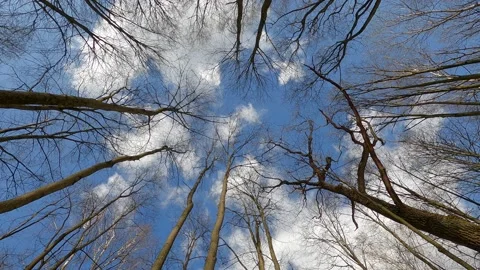 Vertically upward view of the spring forest. Stock Footage 151176677