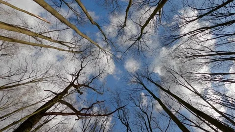 Vertically upward view of the spring forest. Stock Footage 151176715