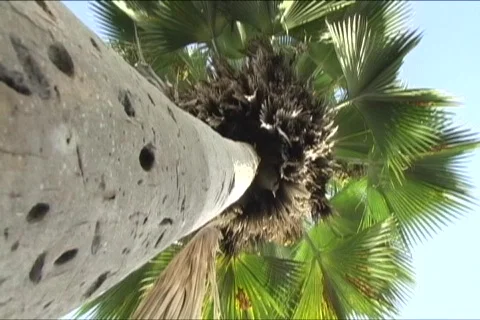Verticals: palm tree from below 1 Stock Footage 702736