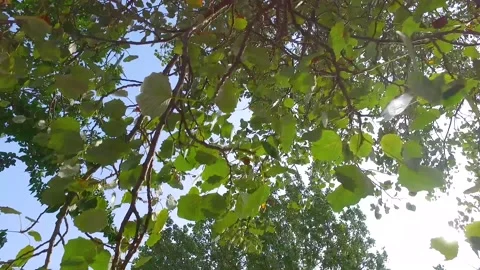 Verticla tree video with sky Vídeo Stock 142707418