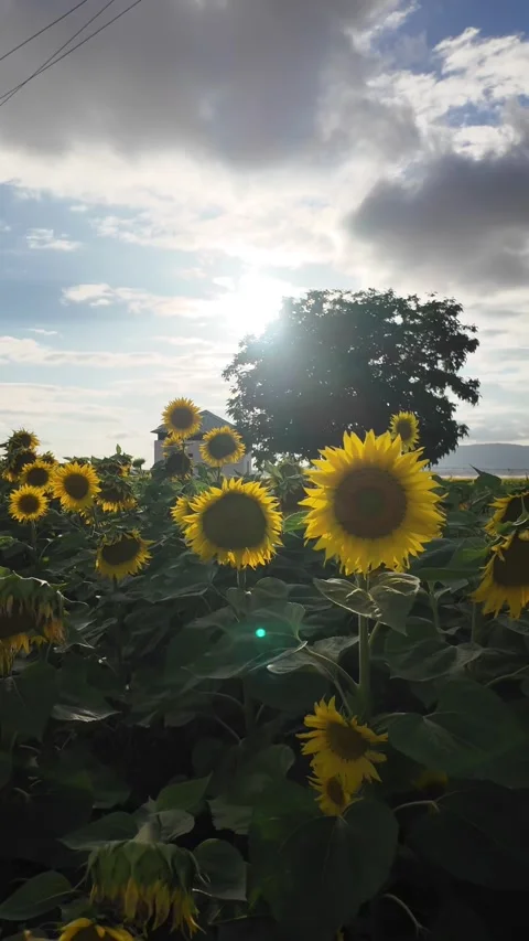 Verticla view of field of sunflowers in Spring Stock Footage 284258106