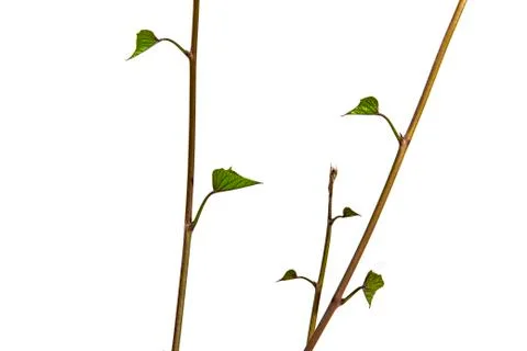 Verticle View of Young Stems and Green Leaves Stock Photos