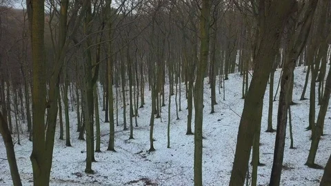 Vertigo Effect Flying Between Trees in Winter Forest at Sunset Stock Footage 101733387