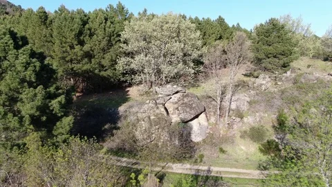 Vertigo effect on some granite rocks and an oak with a background of pine forest Vídeos de archivo 127124184