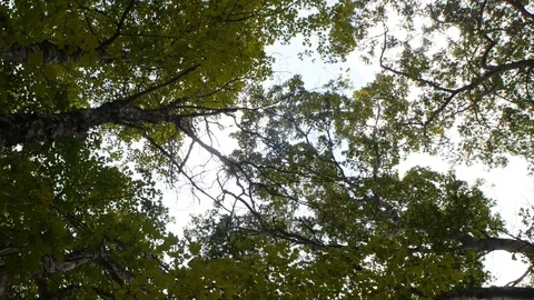 A vertigo-inducing look at the canopy of trees above Stock Footage 99116642