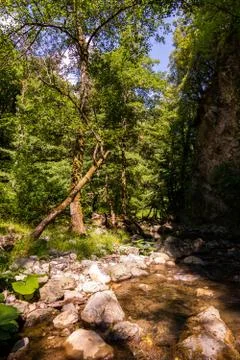 Vertiical View of a River in a forest in a hot summer day 库存照片