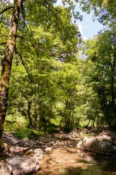 Vertiical View of a River in a forest in a hot summer day 库存照片