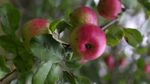 Vertikal red apple Stock-Footage 161082608