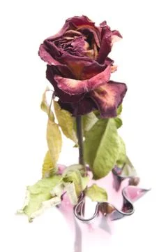 Vertrocknete Rose Stock Photos