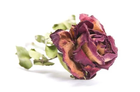 Vertrocknete Rose Foto stock