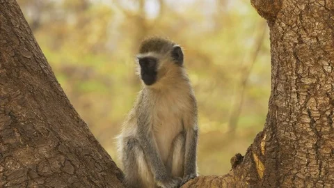 Ververt monkey sitting in the fork of a tree trunk at amboseli Stock Footage 72914361