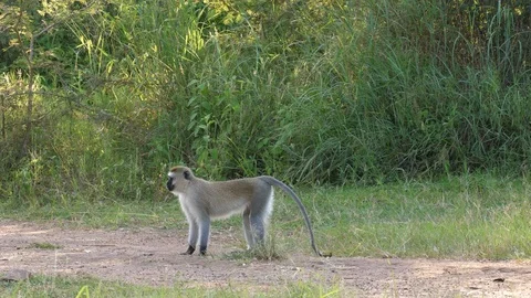 Vervet Monkey alone Video stock 125153228